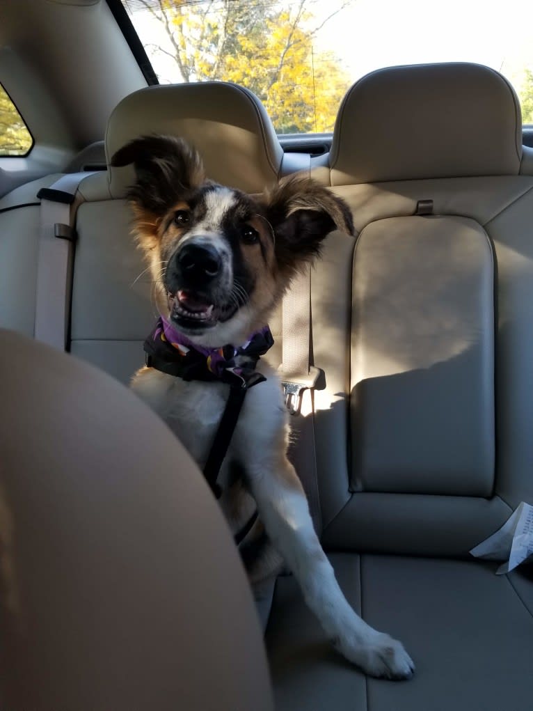 Bentley, an English Shepherd and Collie mix tested with EmbarkVet.com