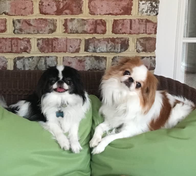 Dudley W, a Japanese Chin tested with EmbarkVet.com