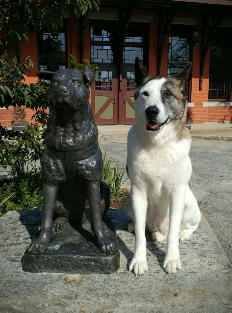 Davinci, an Akita tested with EmbarkVet.com