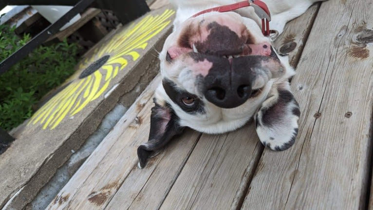 Charlie Boy, a Saint Bernard and American Pit Bull Terrier mix tested with EmbarkVet.com