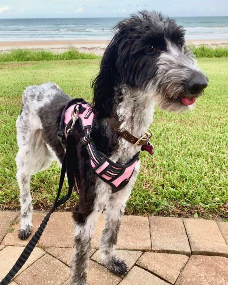 Gabby, a Saluki and Poodle (Standard) mix tested with EmbarkVet.com