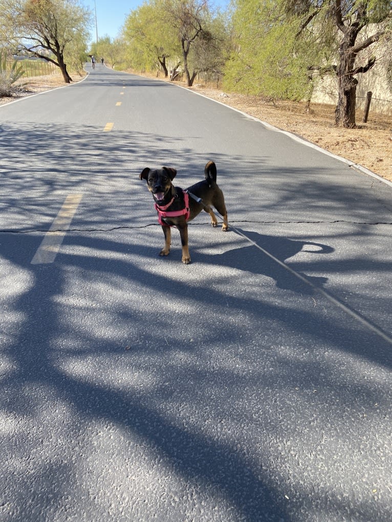 Pepper, a Miniature Schnauzer and Poodle (Small) mix tested with EmbarkVet.com