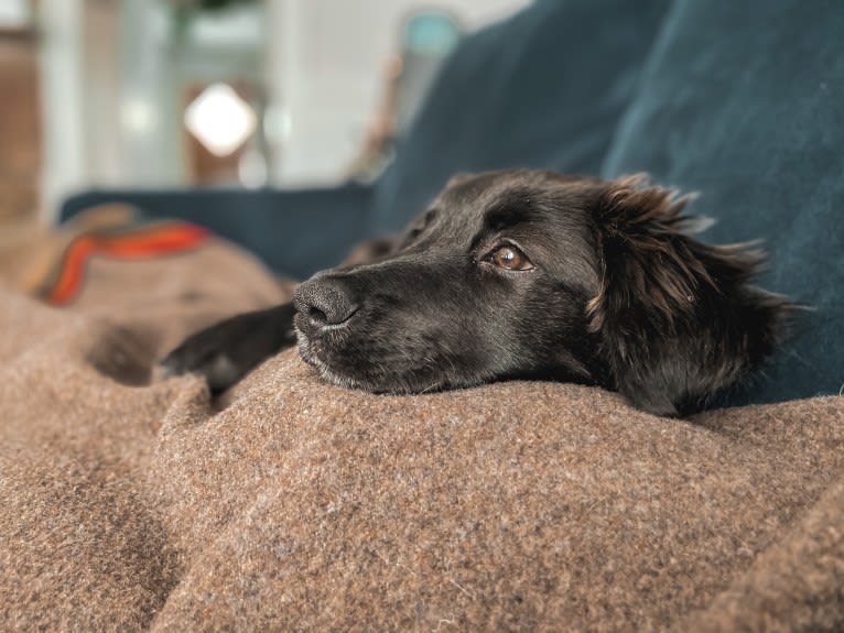 Ruth, an Australian Cattle Dog and Great Pyrenees mix tested with EmbarkVet.com