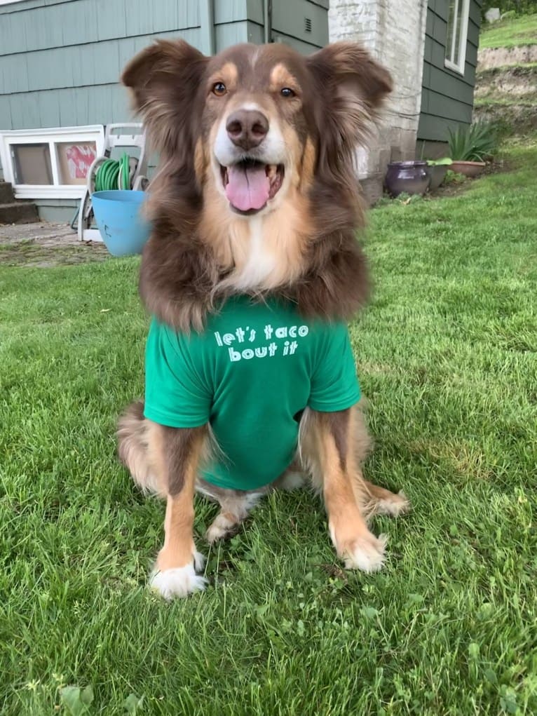 Rosie O'Doggell, an Australian Shepherd and German Shepherd Dog mix tested with EmbarkVet.com