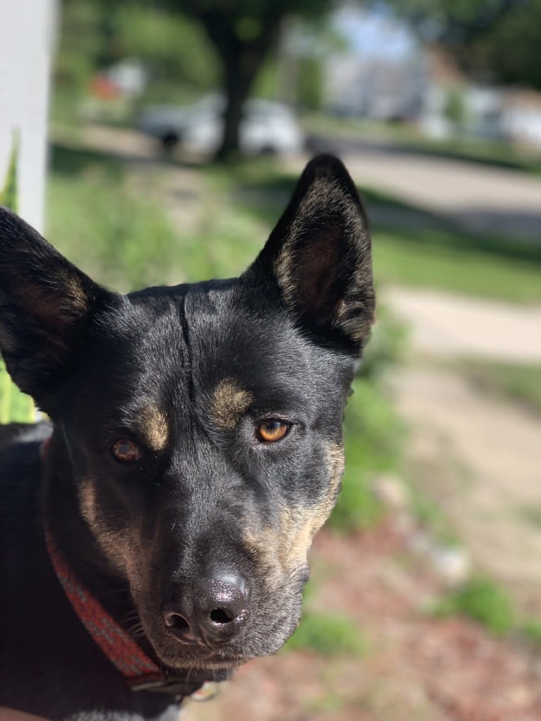 Rome, a Siberian Husky and Labrador Retriever mix tested with EmbarkVet.com