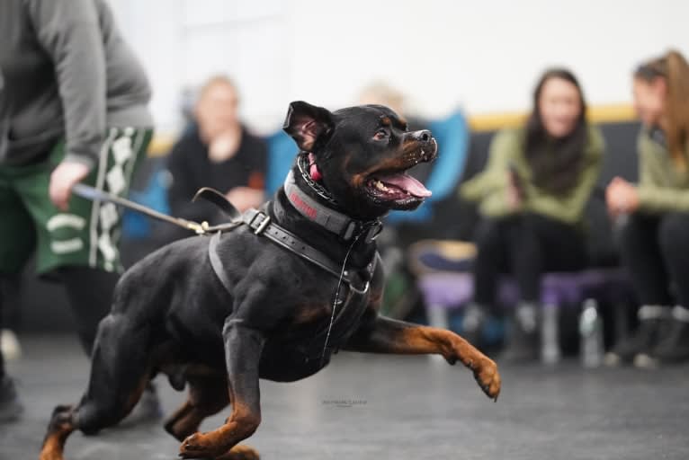 Kratos Raiju, a Rottweiler tested with EmbarkVet.com