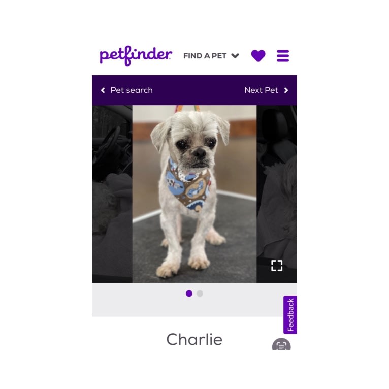 Charlie Angel, a Shih Tzu tested with EmbarkVet.com