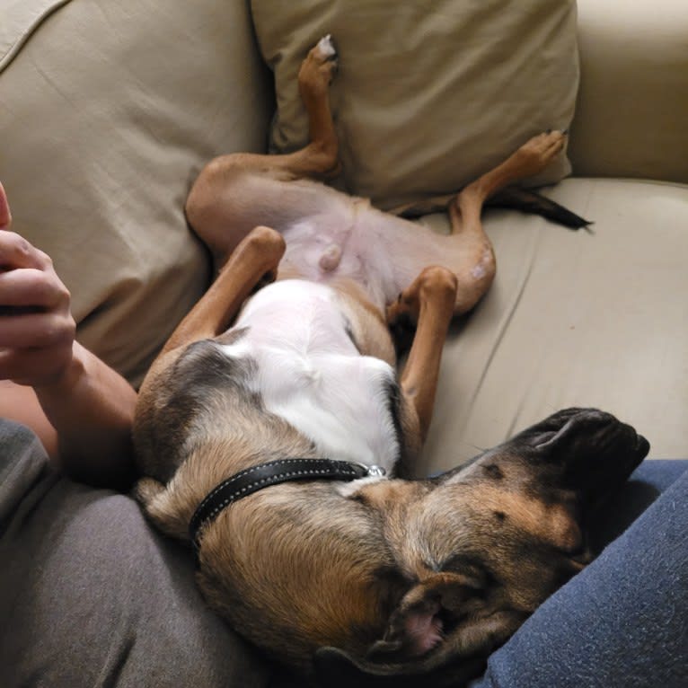 Finley, an American Village Dog tested with EmbarkVet.com