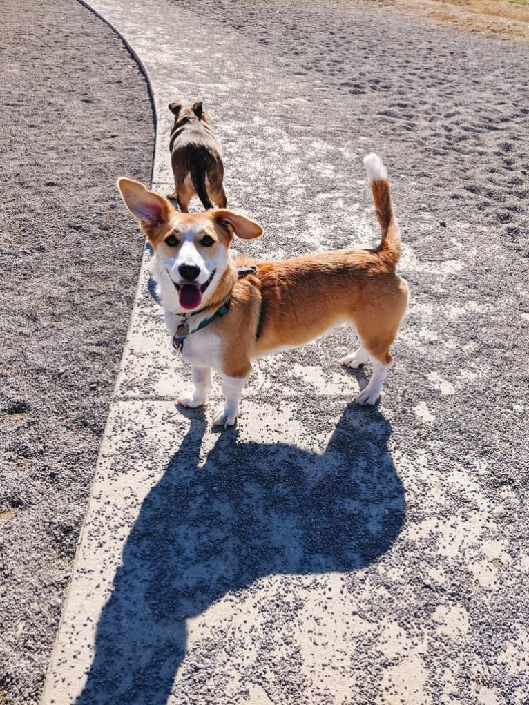 Ginger, a Pembroke Welsh Corgi and Alaskan Malamute mix tested with EmbarkVet.com