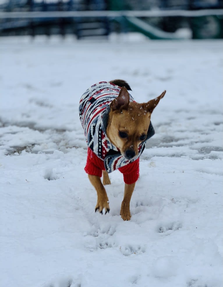 Figgy Smallz, a Miniature Pinscher and Chihuahua mix tested with EmbarkVet.com