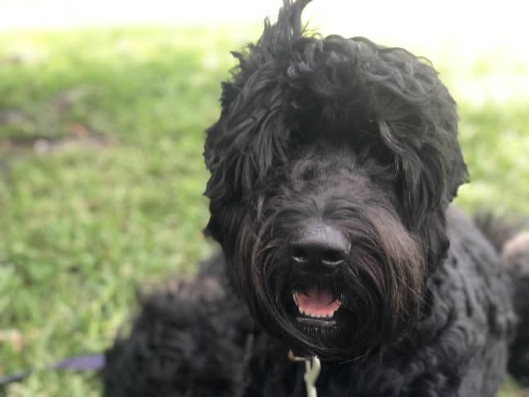 Leopold, a Newfypoo tested with EmbarkVet.com