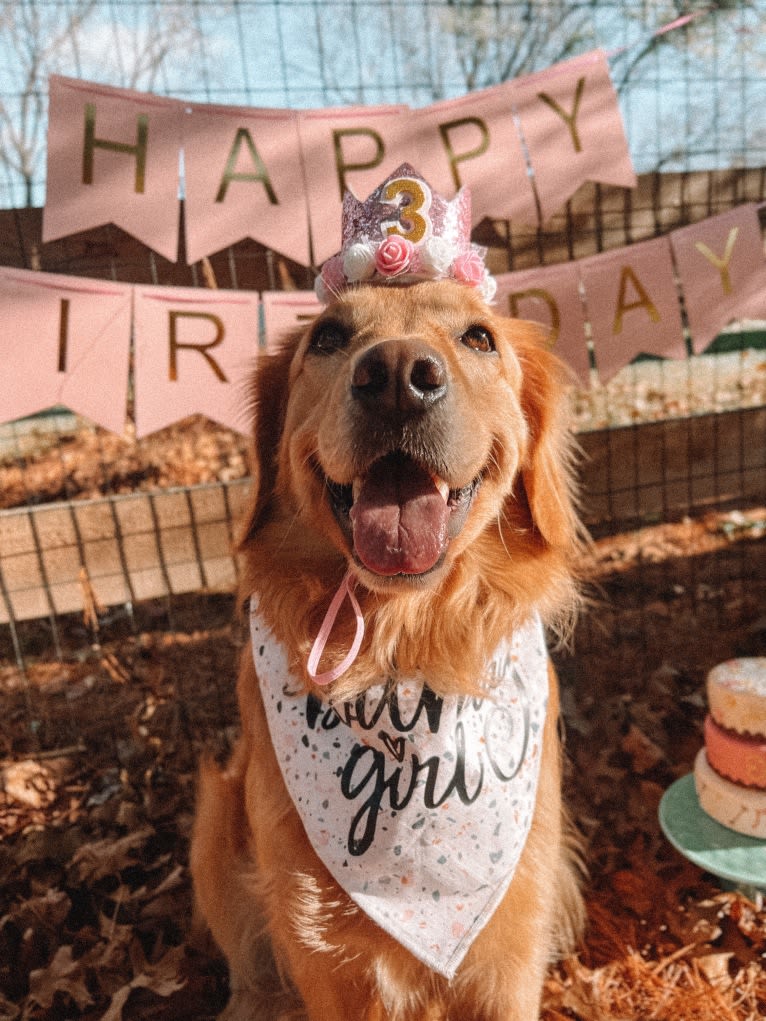 Marley, a Golden Retriever tested with EmbarkVet.com