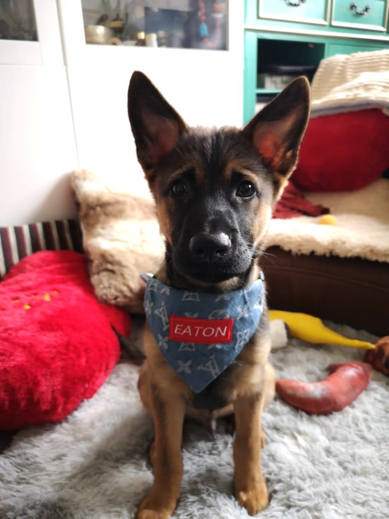 Eaton Chung, a Hong Kong Village Dog tested with EmbarkVet.com