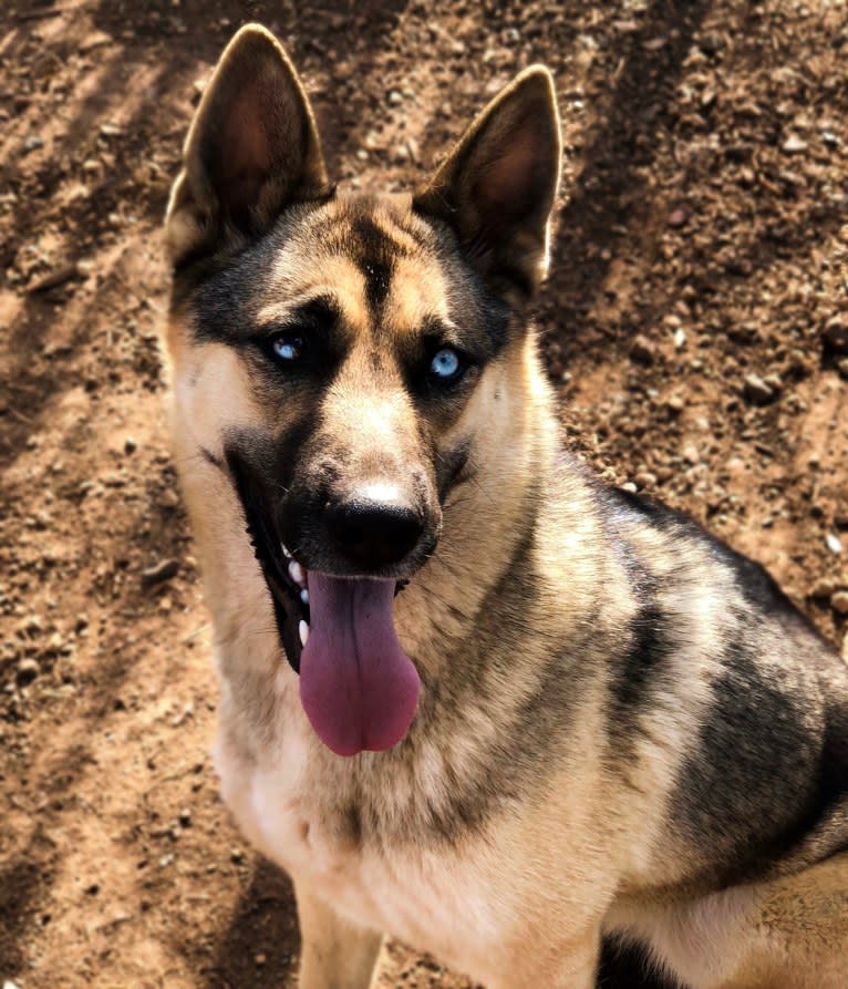 Tanza, a Siberian Husky and German Shepherd Dog mix tested with EmbarkVet.com