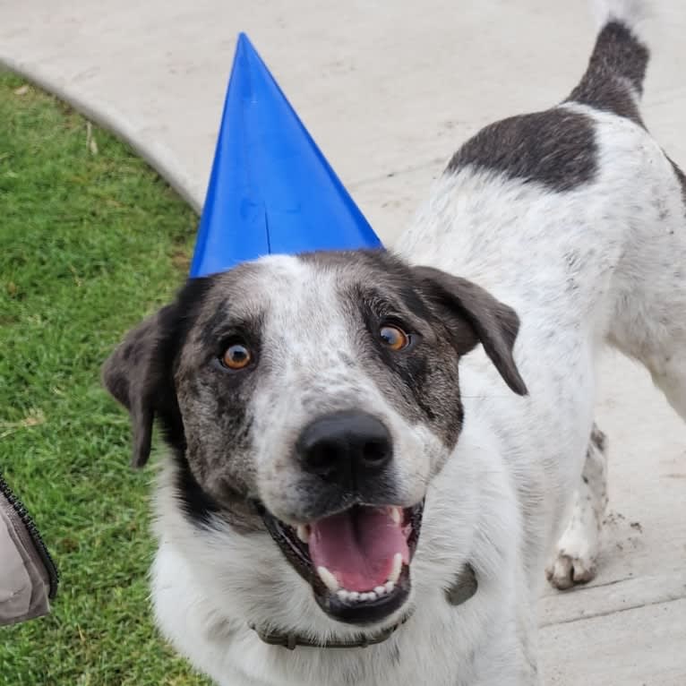 Goose, a Chow Chow and Australian Cattle Dog mix tested with EmbarkVet.com