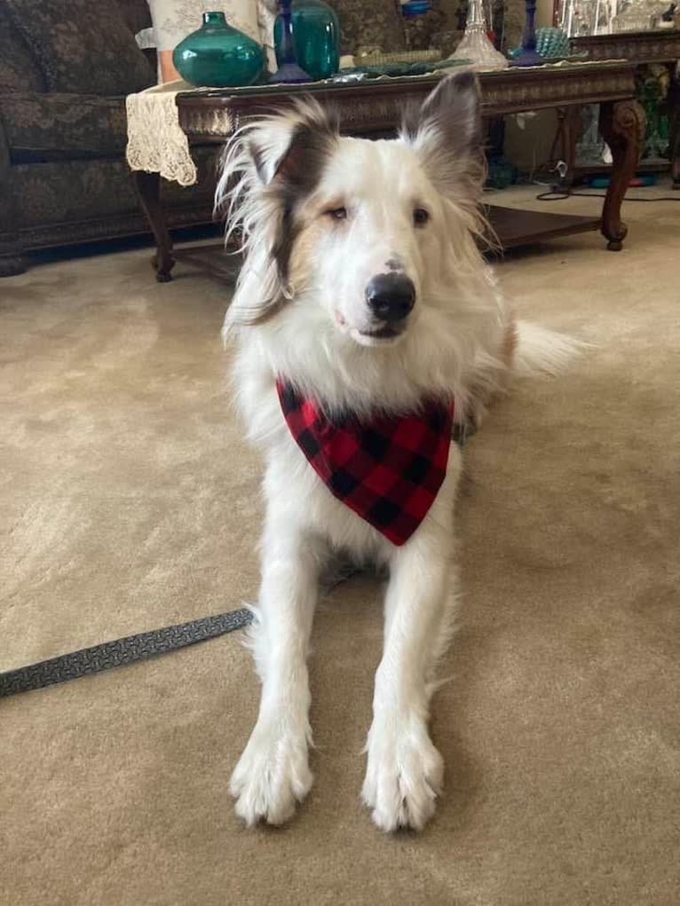 Jax, a Shetland Sheepdog and Australian Cattle Dog mix tested with EmbarkVet.com