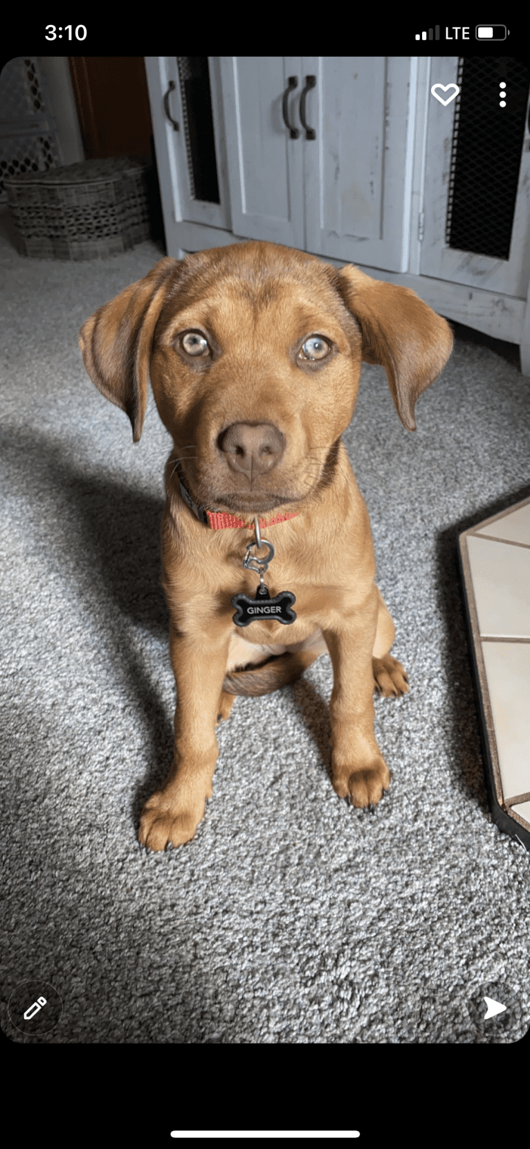 Ginger, a Great Pyrenees and American Pit Bull Terrier mix tested with EmbarkVet.com