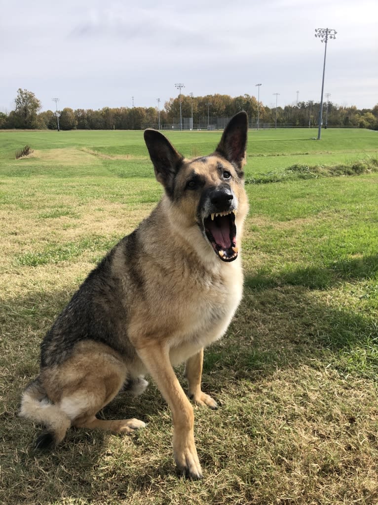 Huttser, a German Shepherd Dog tested with EmbarkVet.com