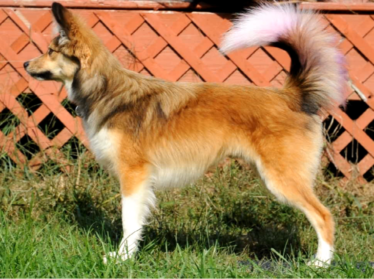 Weller, a Papillon and Siberian Husky mix tested with EmbarkVet.com