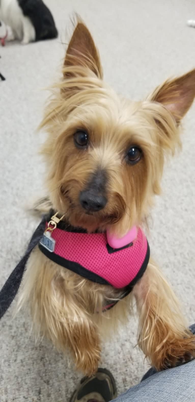 Eden, a Silky Terrier tested with EmbarkVet.com