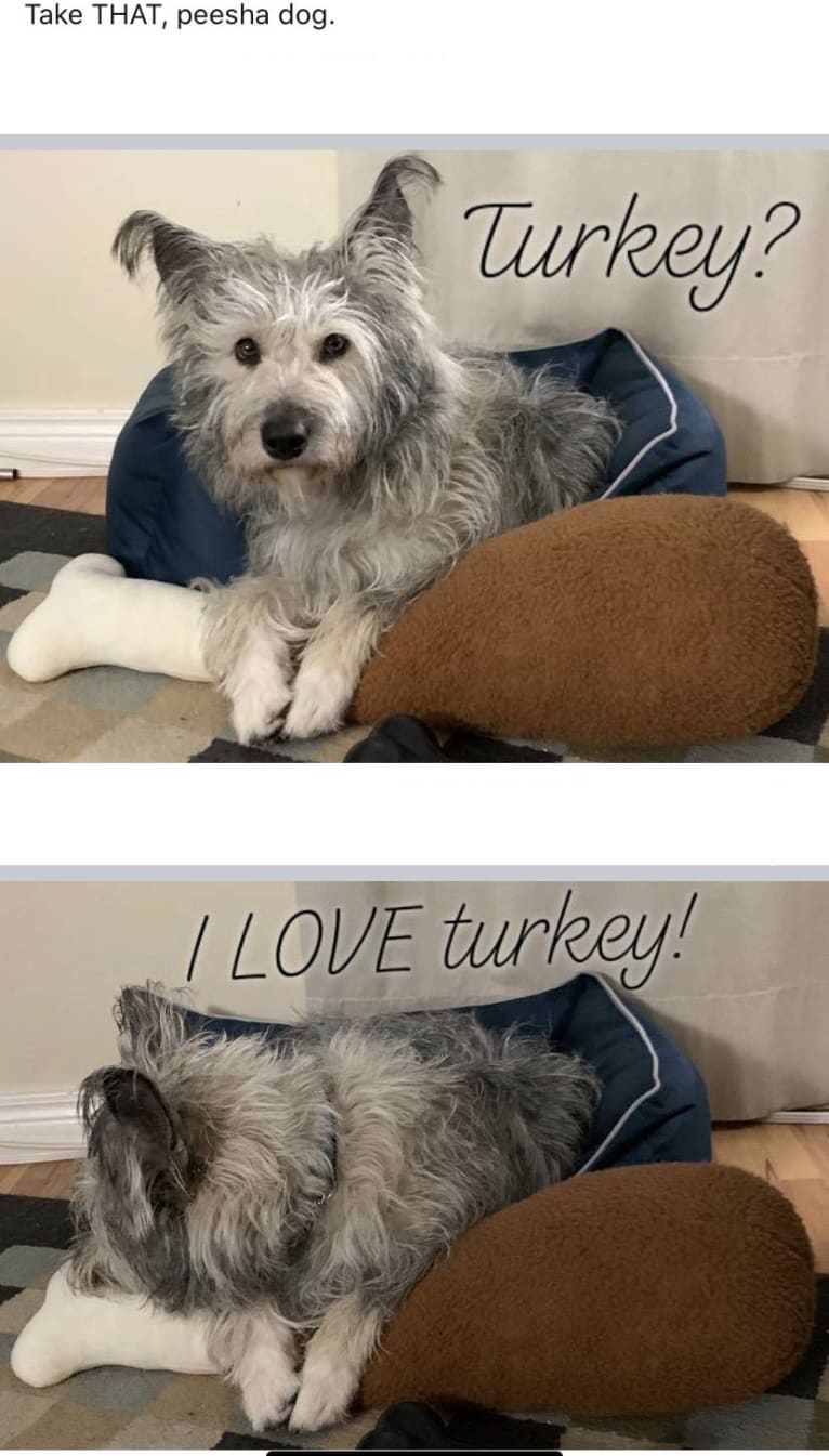 Dory, a Siberian Husky and Poodle (Small) mix tested with EmbarkVet.com