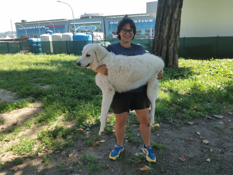 Akira, an Eastern European Village Dog tested with EmbarkVet.com