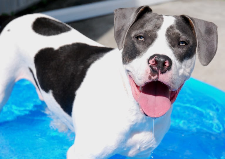 Cypress, an American Bully and American Pit Bull Terrier mix tested with EmbarkVet.com