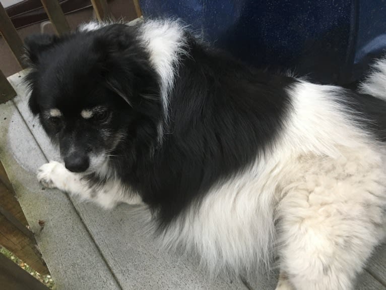 Piper, an American Eskimo Dog and Pomeranian mix tested with EmbarkVet.com