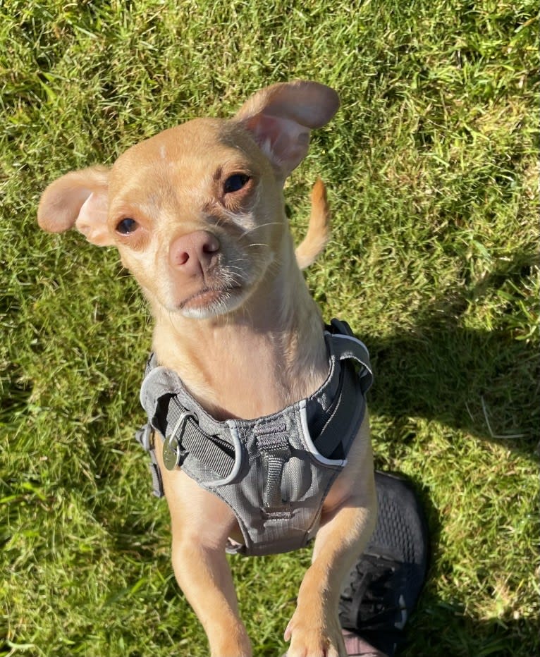 Lily, a Chihuahua and Rat Terrier mix tested with EmbarkVet.com