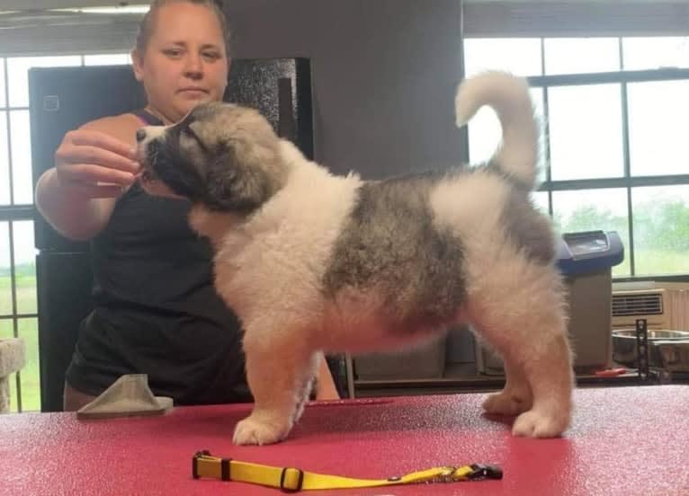 Story, a Pyrenean Mastiff tested with EmbarkVet.com