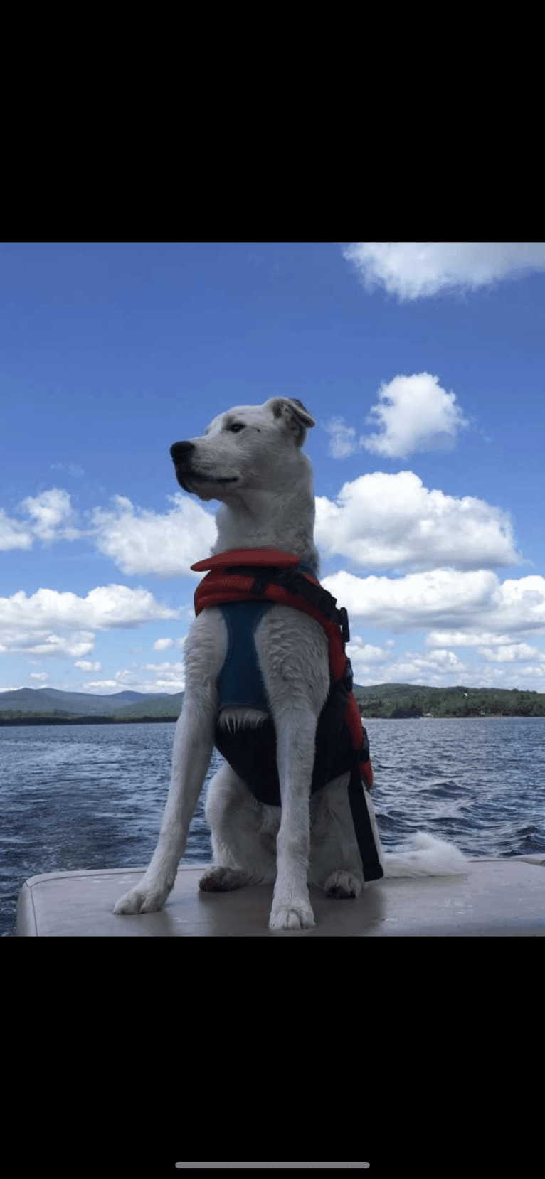 Toby, an American Pit Bull Terrier and Great Pyrenees mix tested with EmbarkVet.com