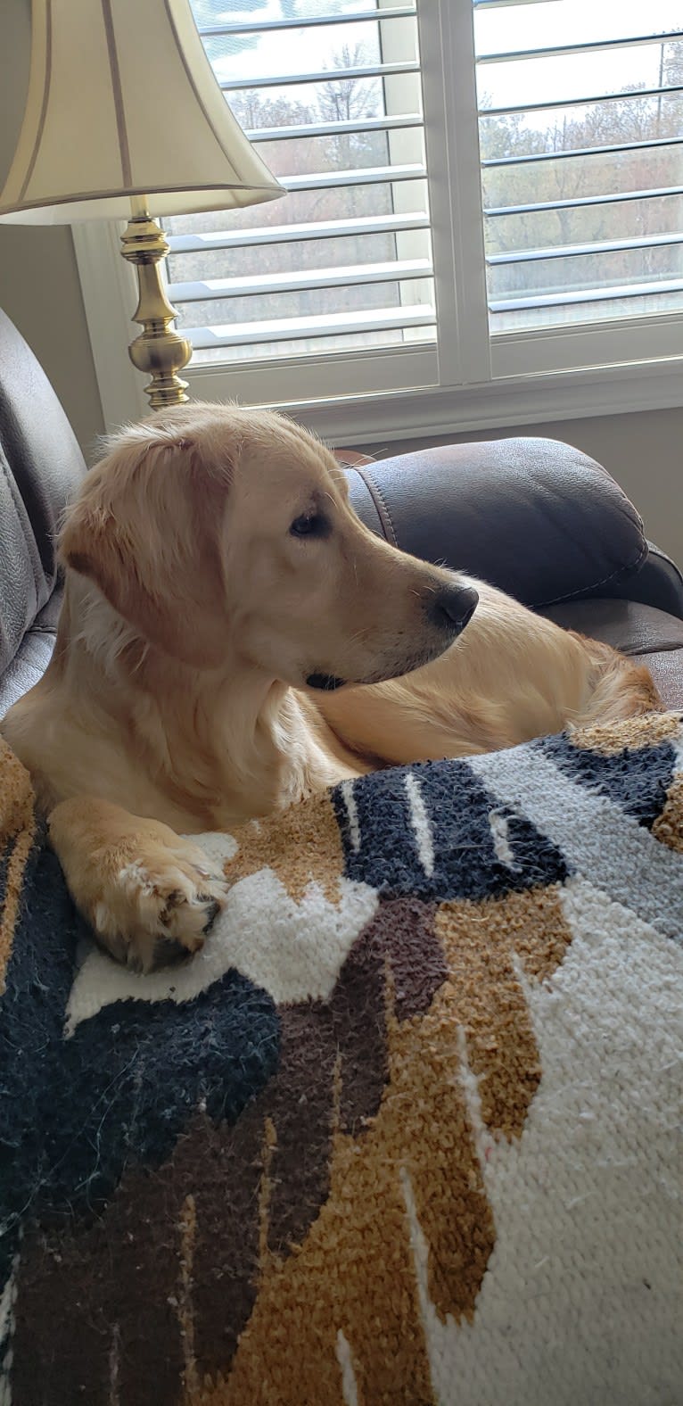 Fauna, a Golden Retriever (7.8% unresolved) tested with EmbarkVet.com