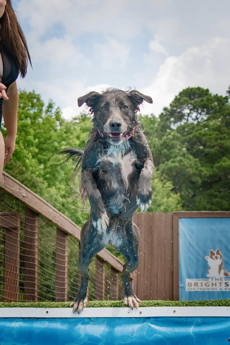 "Camber Tilt for Speed" aka Cam, an American Pit Bull Terrier and Pembroke Welsh Corgi mix tested with EmbarkVet.com