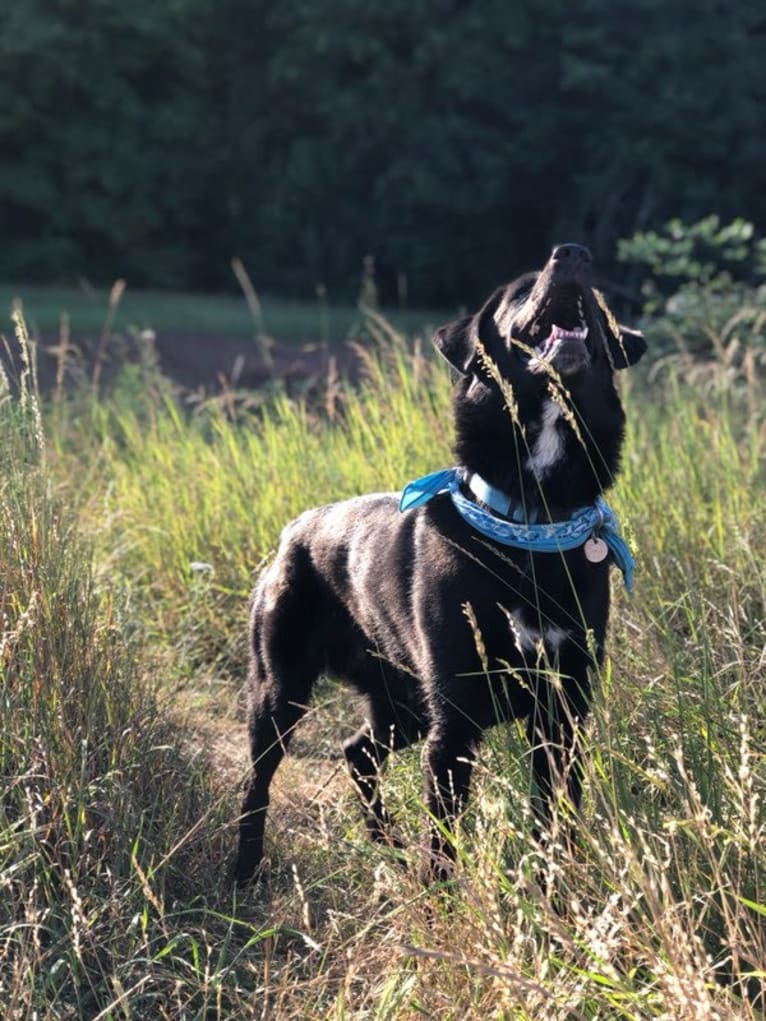 Mago, a Labrador Retriever and Great Pyrenees mix tested with EmbarkVet.com