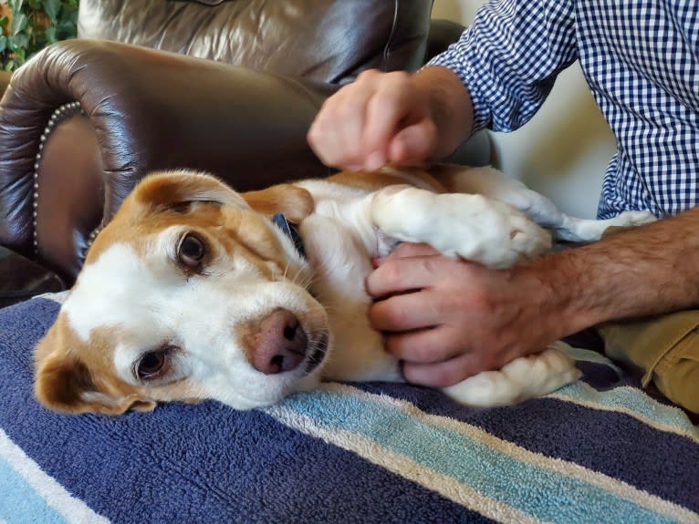 Tucker, a Beagle tested with EmbarkVet.com