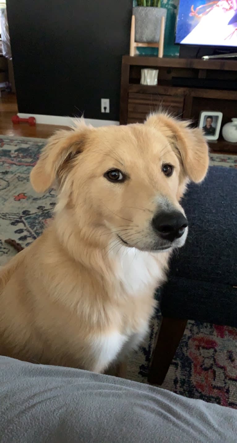 Walter, an Australian Cattle Dog and Siberian Husky mix tested with EmbarkVet.com