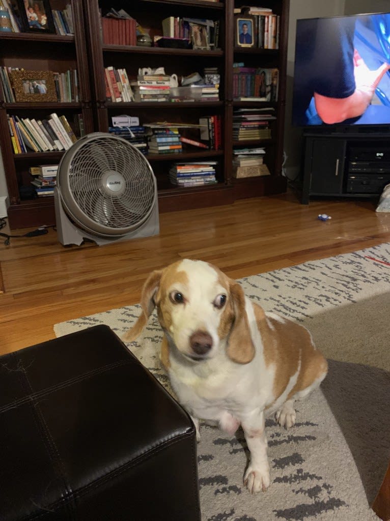 Tucker, a Beagle tested with EmbarkVet.com