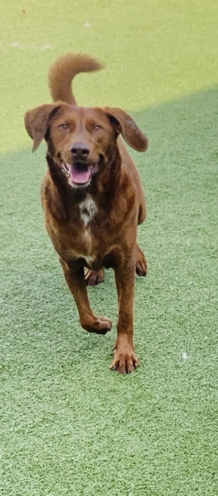 Scarlett, a Redbone Coonhound and Labrador Retriever mix tested with EmbarkVet.com