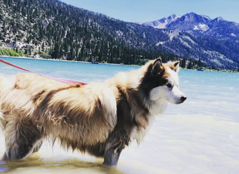 Maizy, a Siberian Husky and Alaskan Malamute mix tested with EmbarkVet.com