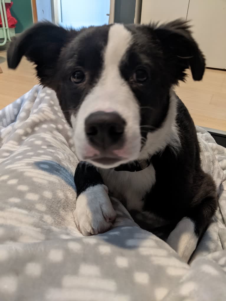 Oreo, an American Pit Bull Terrier and Mountain Cur mix tested with EmbarkVet.com