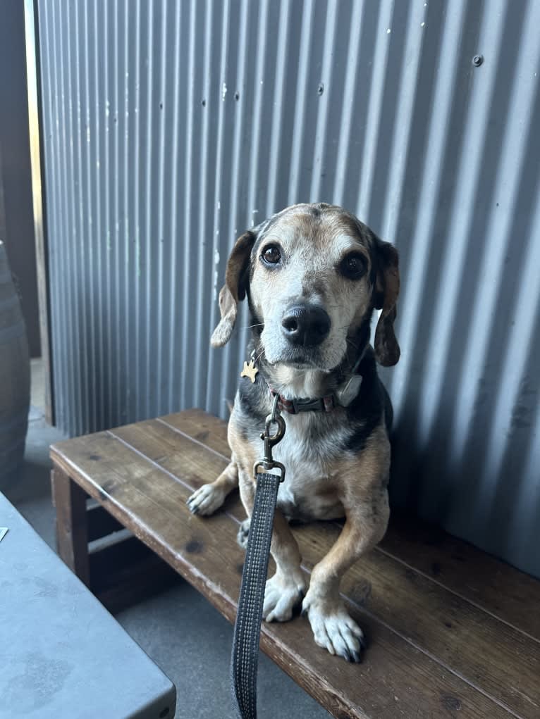 Linus, a Basset Hound and Catahoula Leopard Dog mix tested with EmbarkVet.com