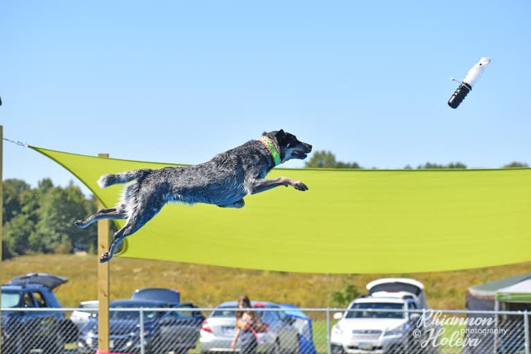 Millie AKA The Masked Millie, an Australian Cattle Dog tested with EmbarkVet.com