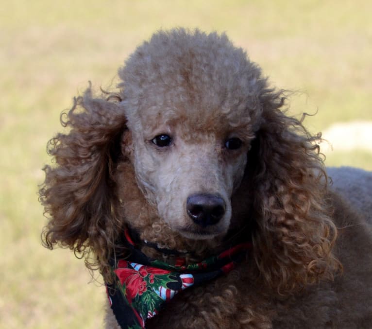 Rio, a Poodle tested with EmbarkVet.com