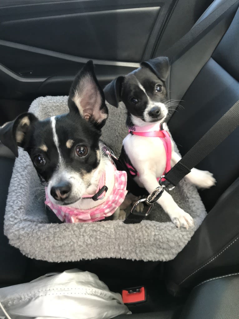Morrigan, a Chihuahua and Poodle (Small) mix tested with EmbarkVet.com