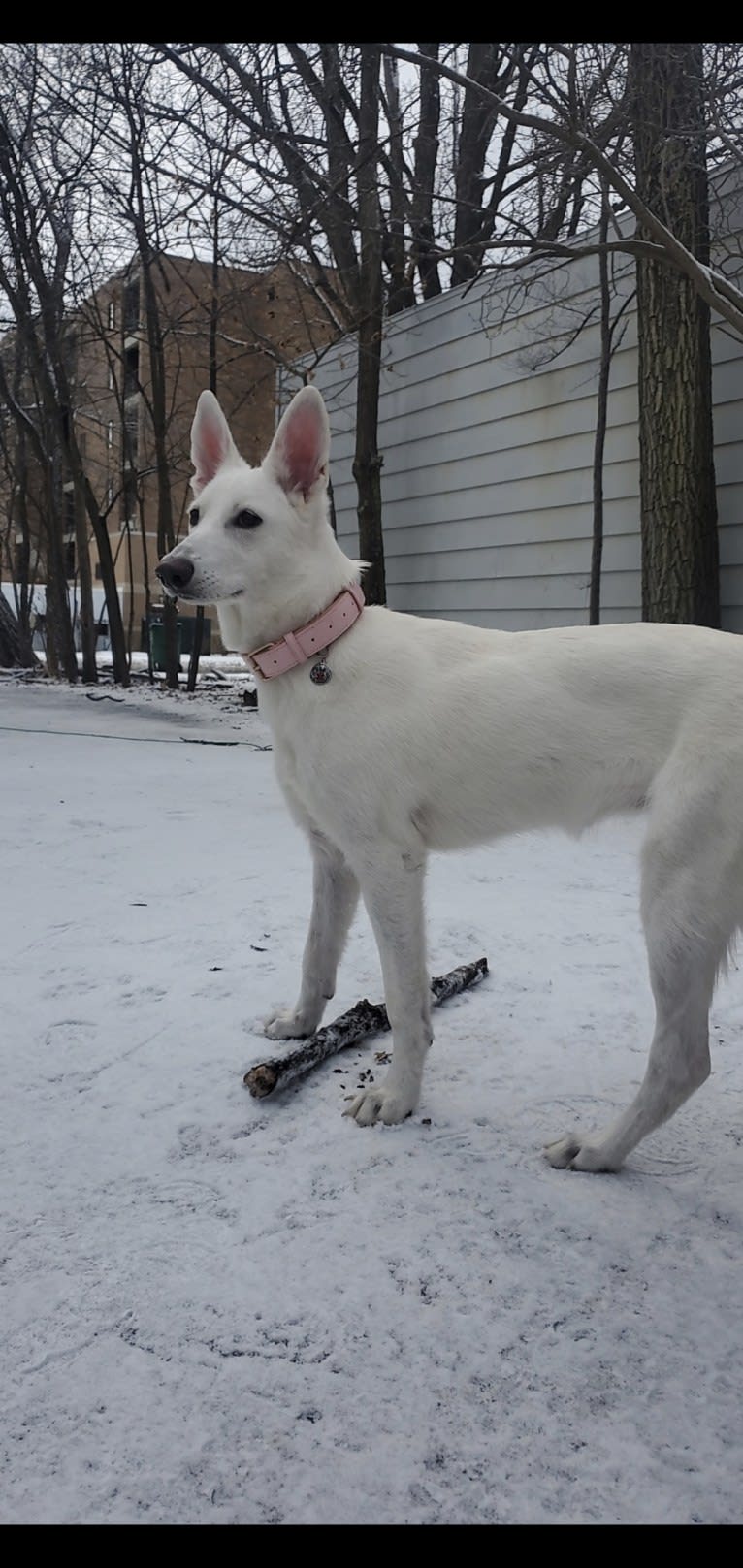 Sundae, a White Shepherd tested with EmbarkVet.com