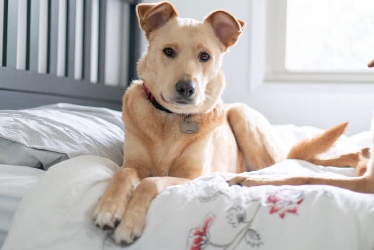 Bentley, a Labrador Retriever and American Pit Bull Terrier mix tested with EmbarkVet.com