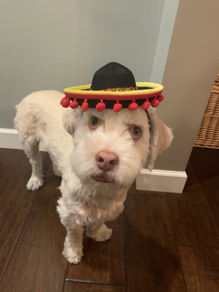 Jaydee, a Shih Tzu and Australian Shepherd mix tested with EmbarkVet.com