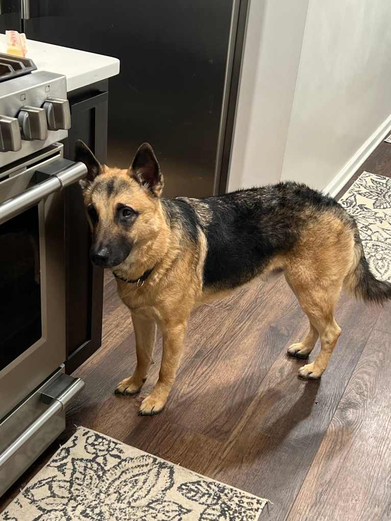 Kaizen, a German Shepherd Dog and Siberian Husky mix tested with EmbarkVet.com