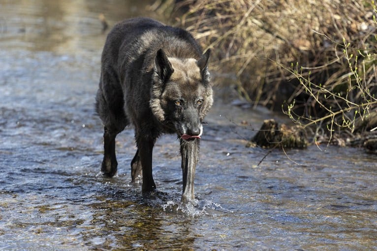 Tanis, an European Village Dog tested with EmbarkVet.com