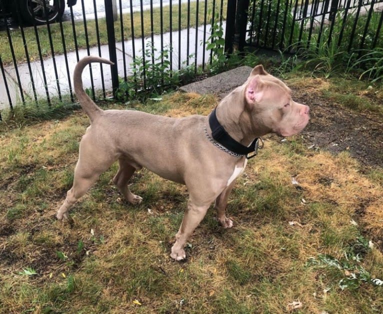 Giannis, an American Bully tested with EmbarkVet.com